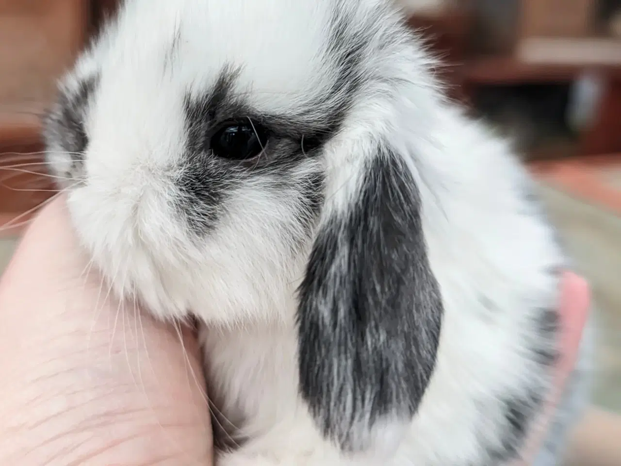 Billede 4 - Minilop kaninunge sælges