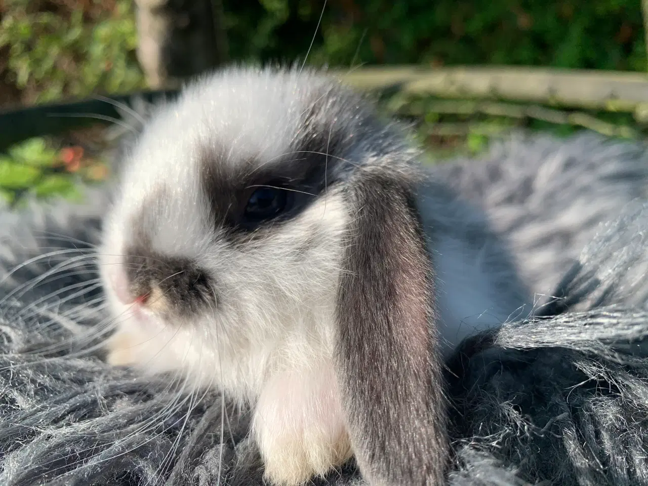 Billede 4 - Han 🩵Mini lop baby 