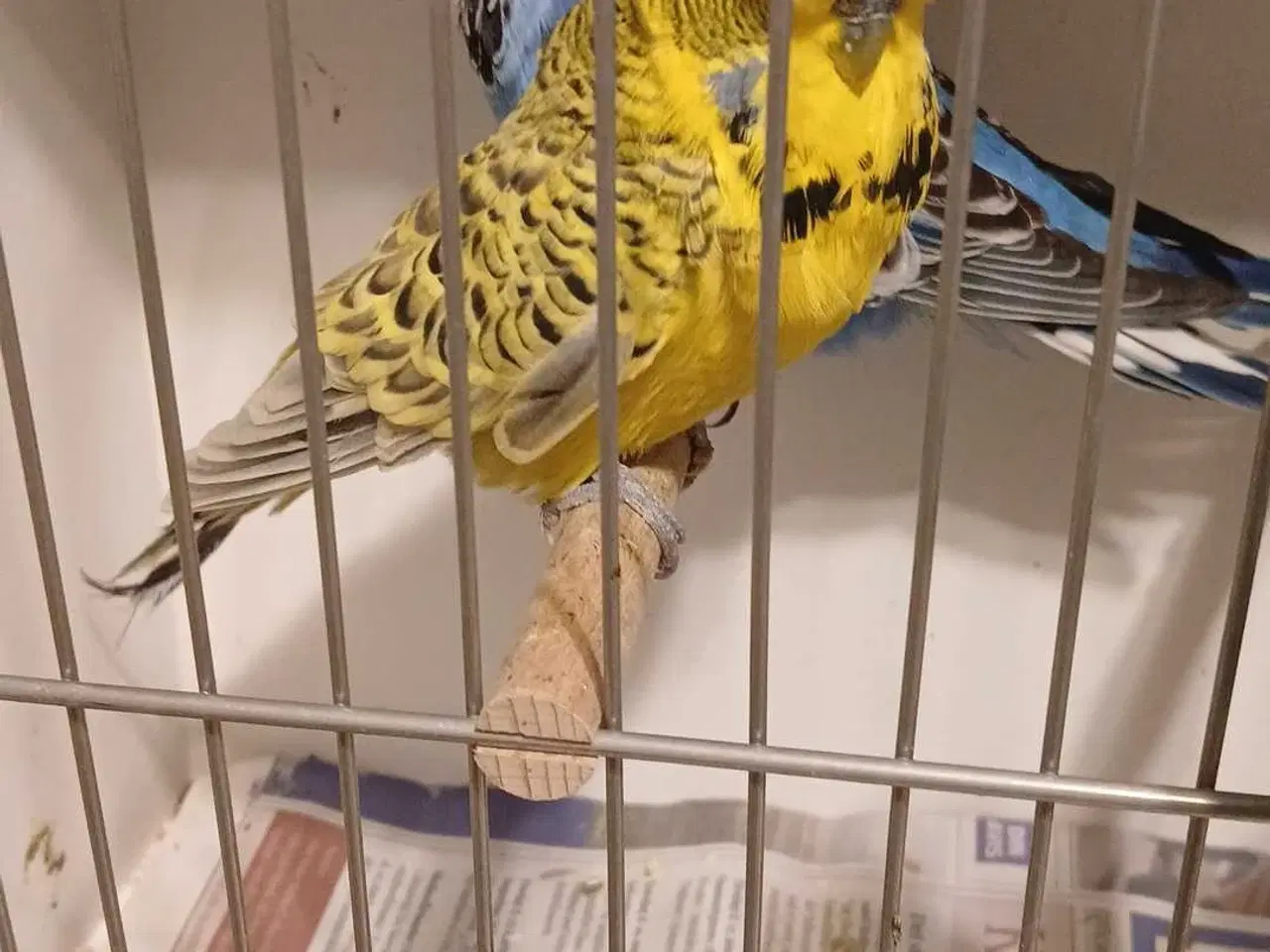 Billede 3 - 1 par Engelske undulater 