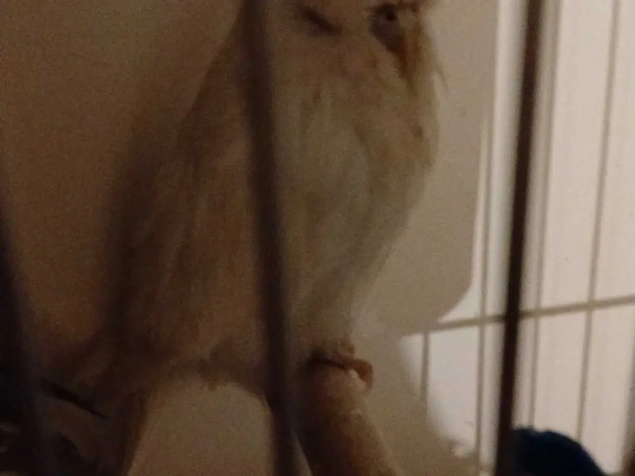 Billede 9 - Engelske undulater