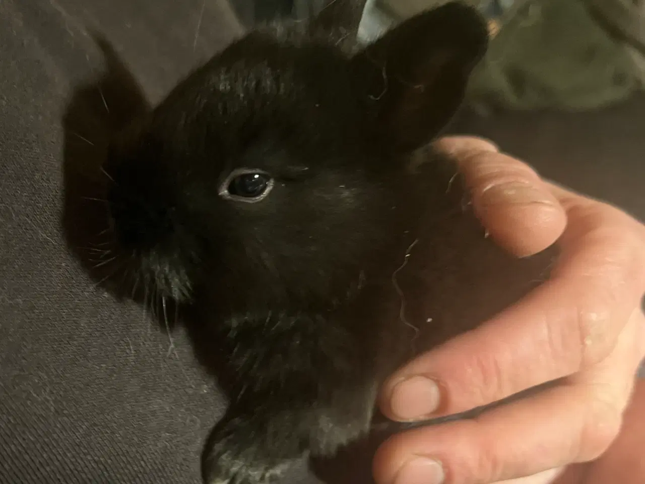 Billede 2 - Flotte Kaninunger 