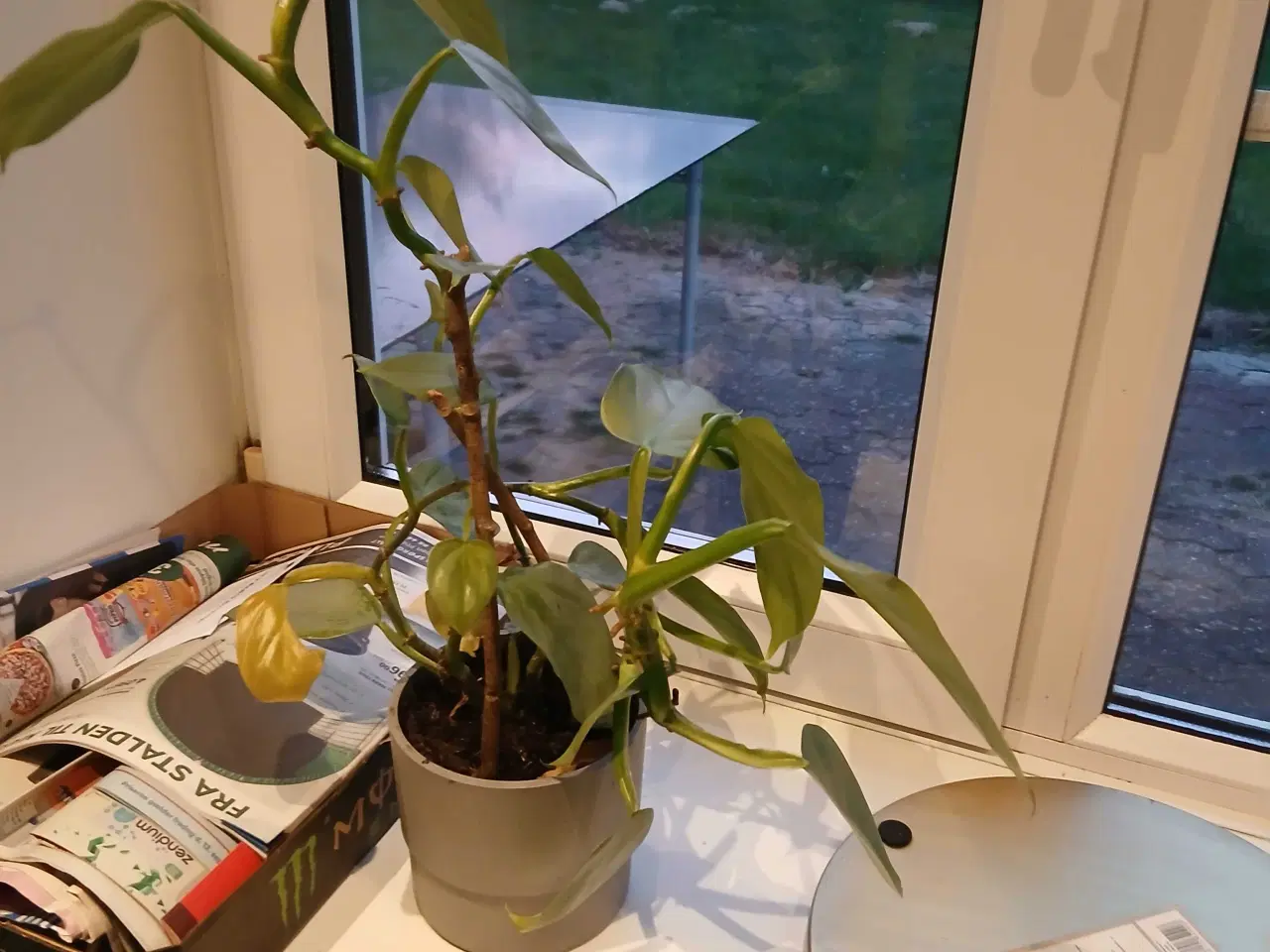 Billede 18 - Diverse planter og krukker