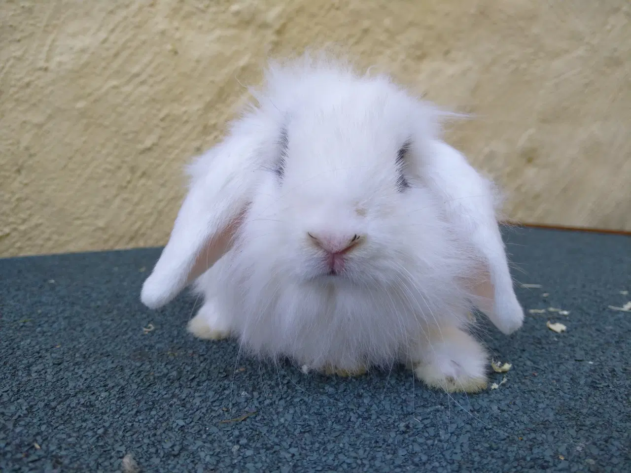 Billede 4 - Mini Lop han unge