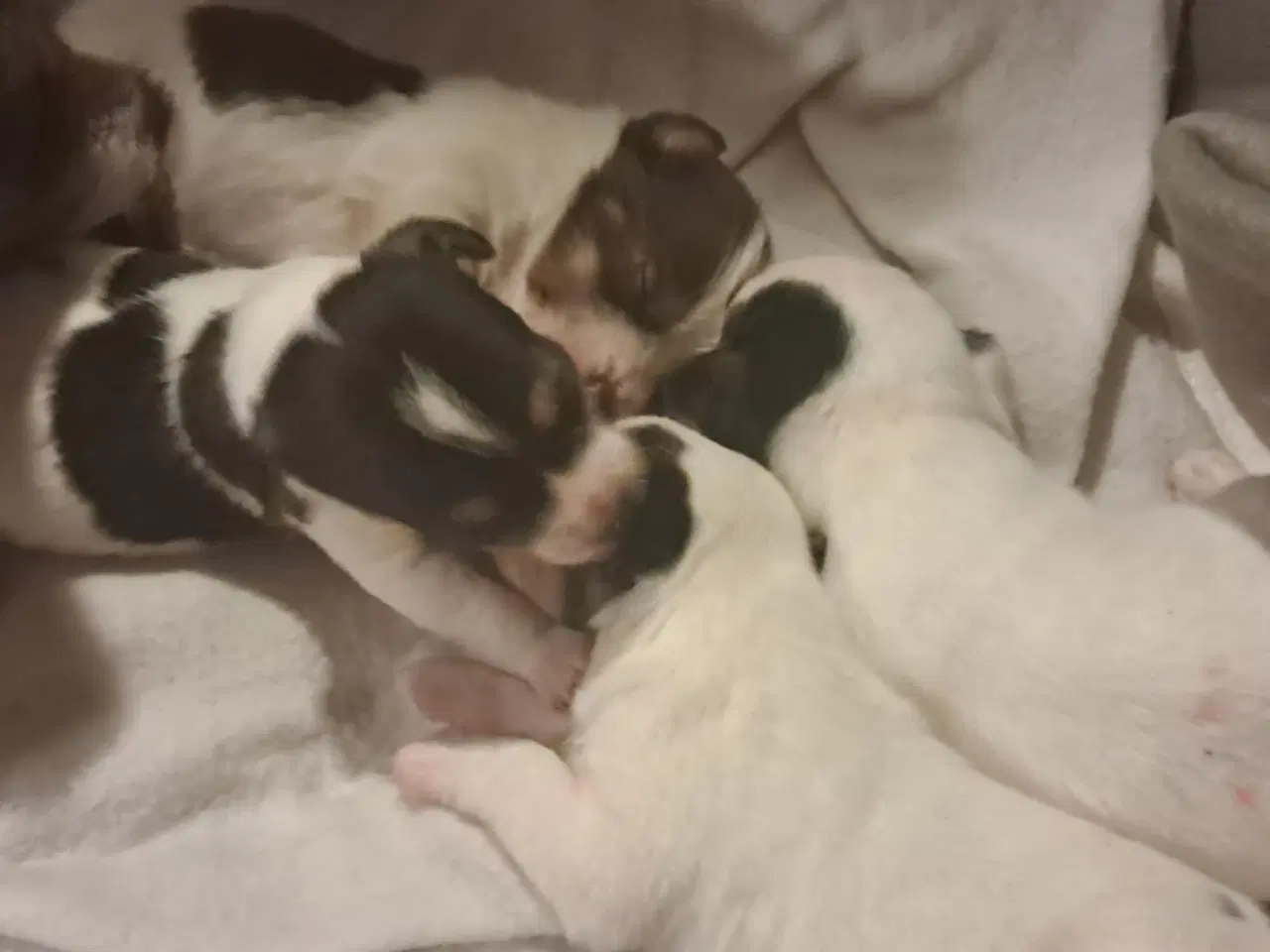 Billede 2 - 7 Skønne JRT hvalpe med masser af personlighed