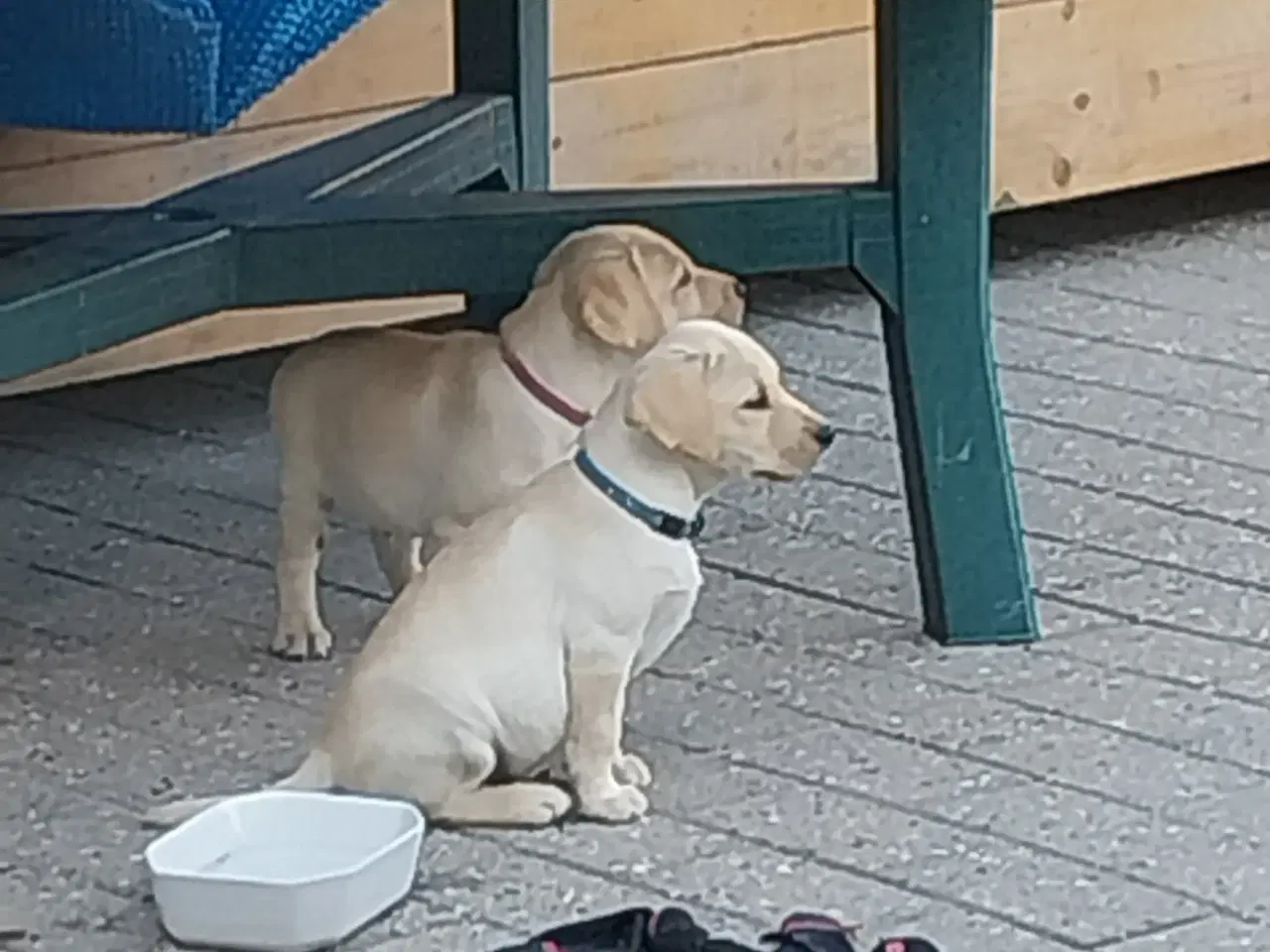 Billede 2 - Gule labrador hvalpe.