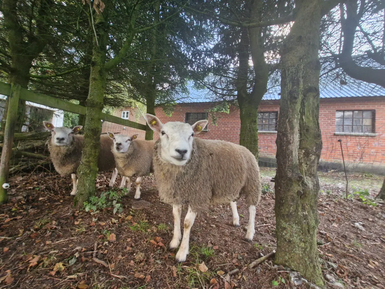 Billede 6 - Texel lam årgang 2024