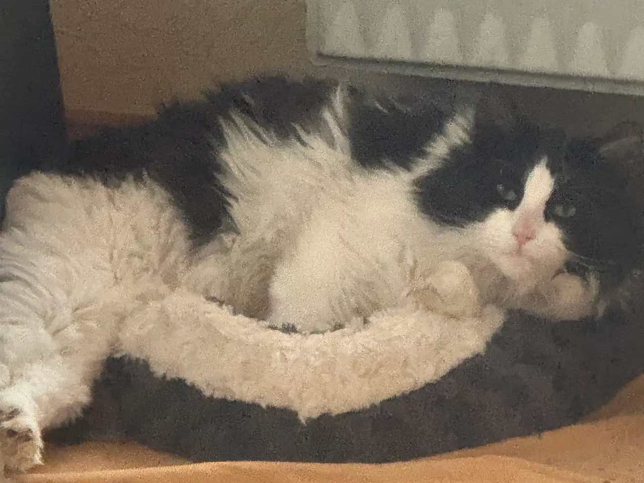Billede 7 - Kattekilling 