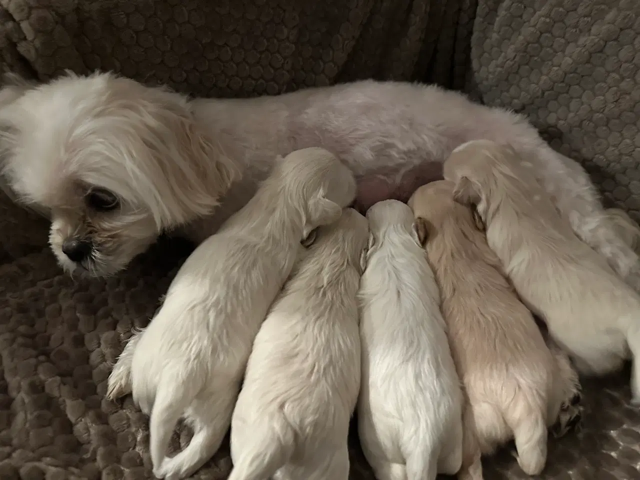 Billede 7 -  🐶 Boomer hvalpe 🐶 