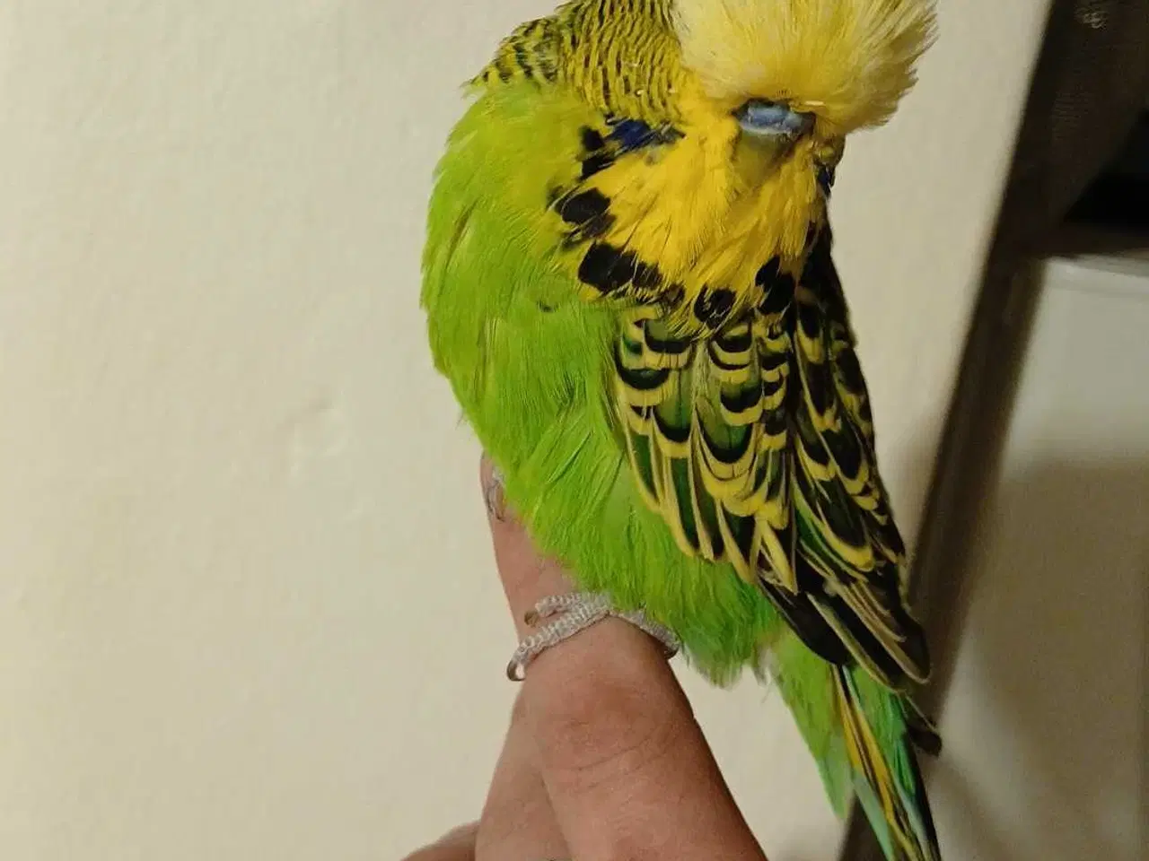 Billede 13 - Engelsk undulat han 