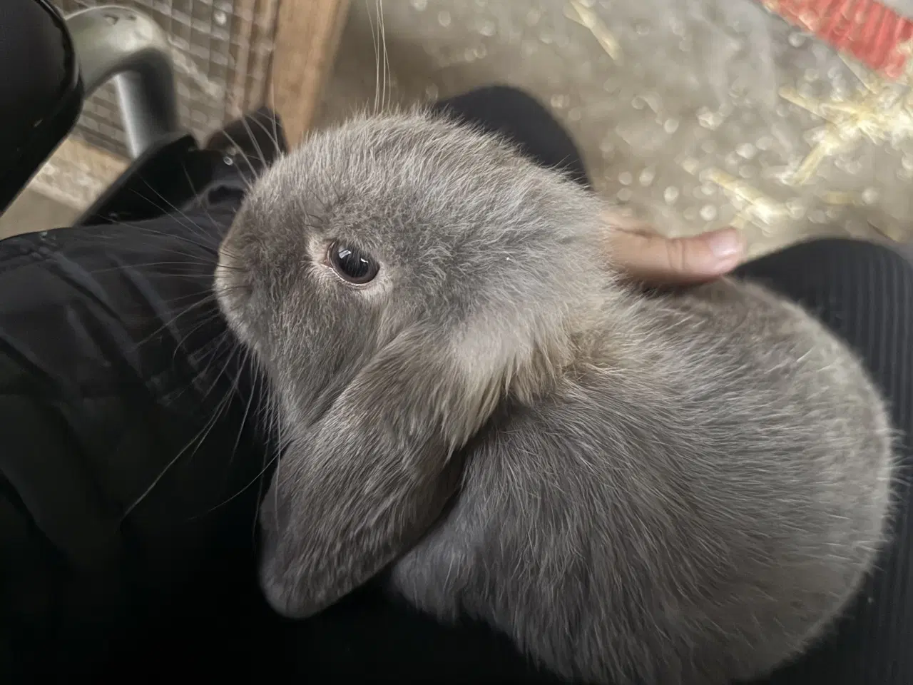 Billede 1 - Kanin minilop 