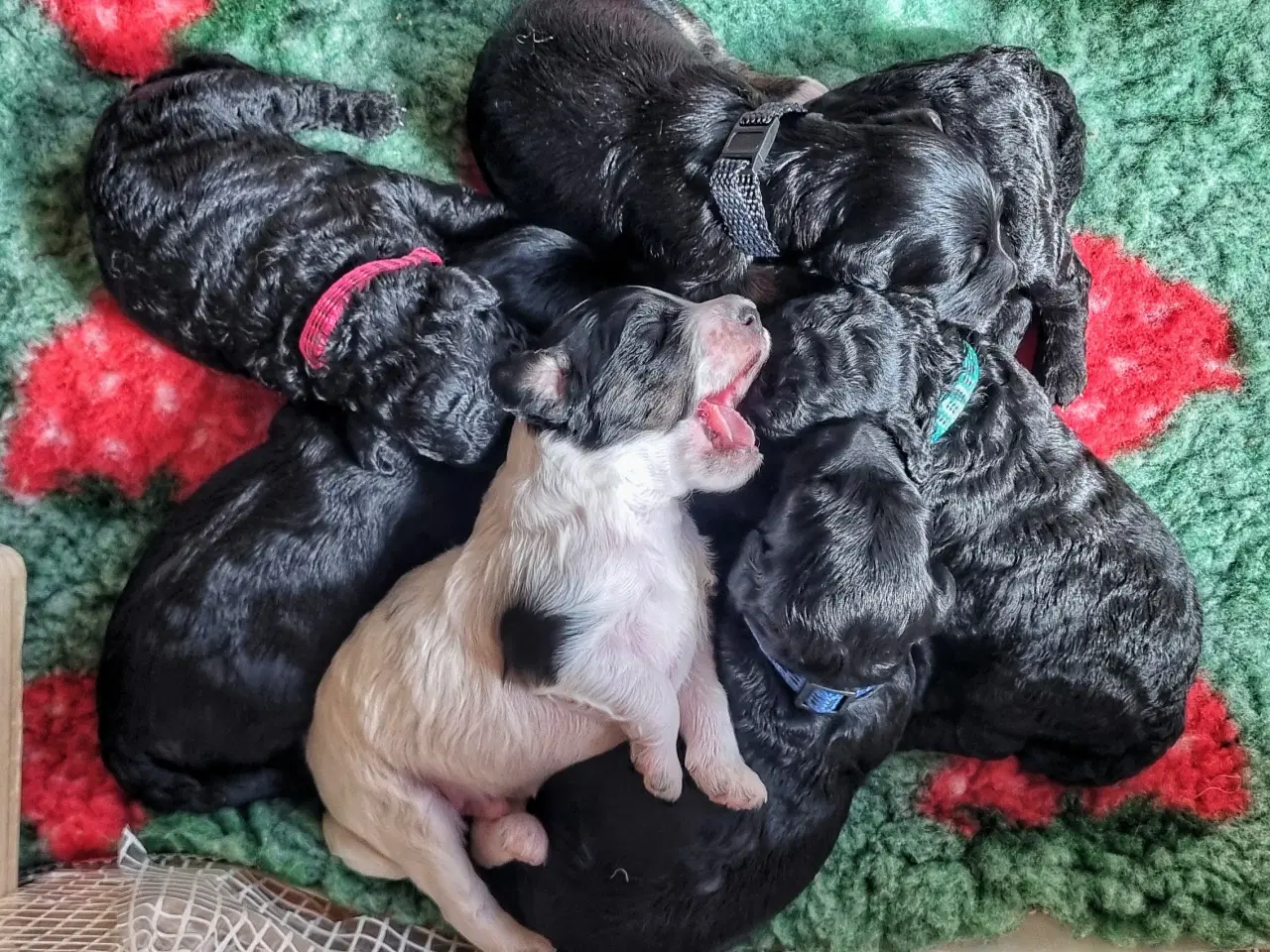 Billede 13 - Golden Doodle F1b hvalpe – klar til nye hjem i okt