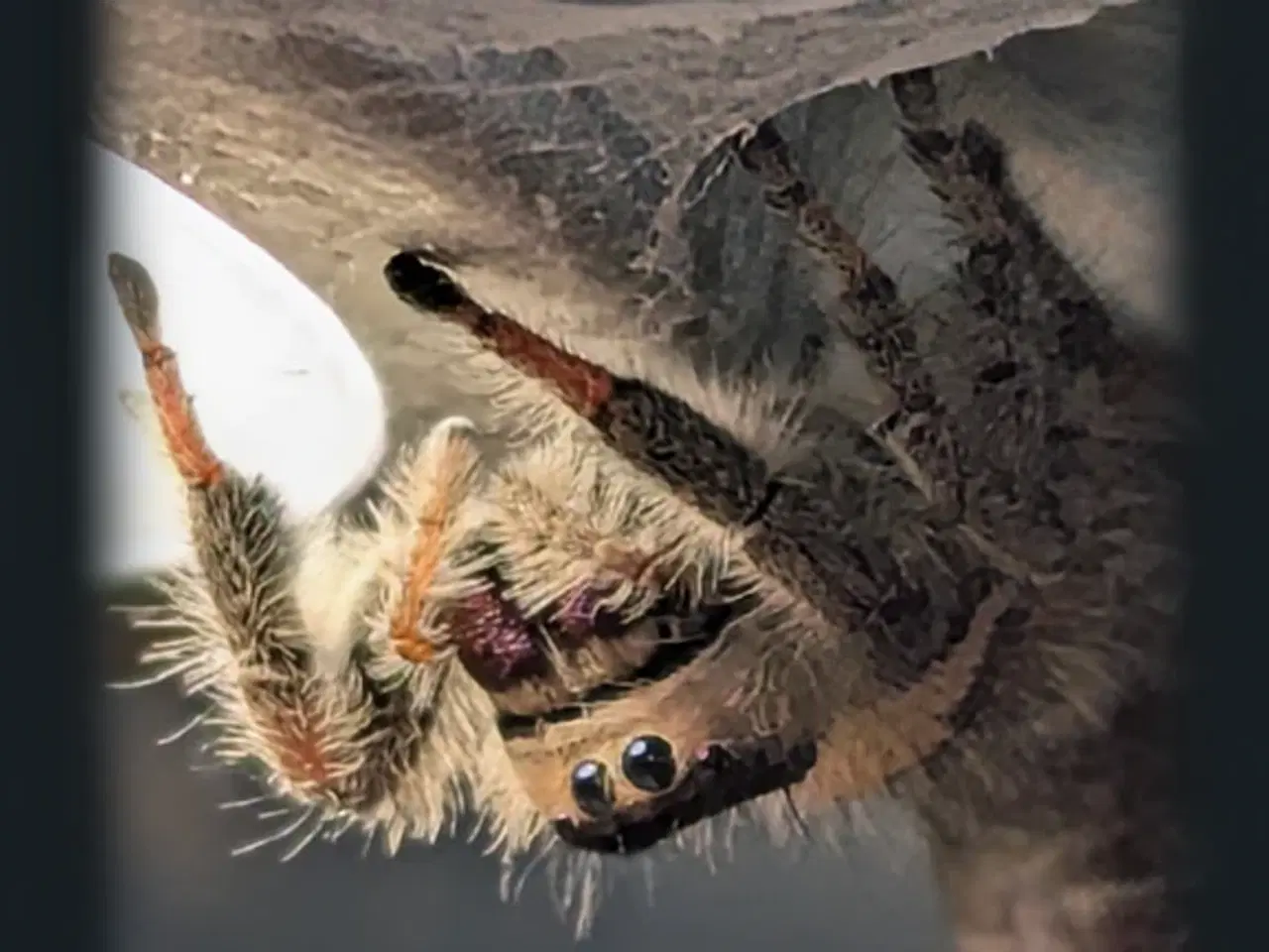 Billede 8 - Jumping spider 