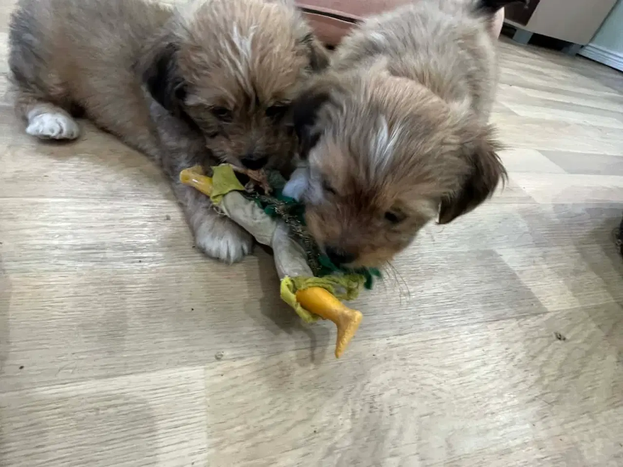 Billede 11 - Bichon Havanais hvalpe