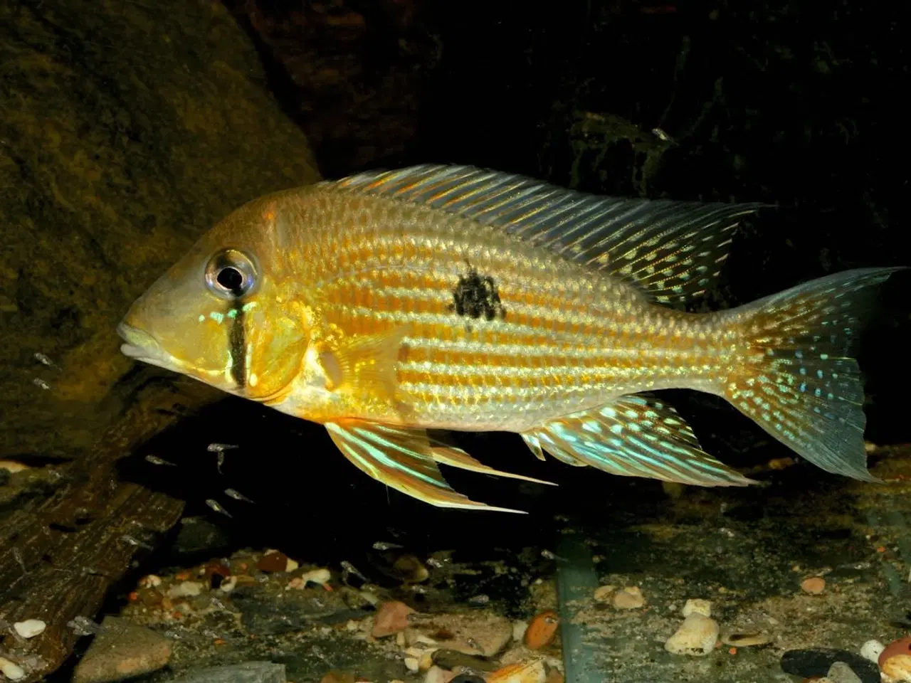 Billede 2 - Flotte akvariefisk og foder