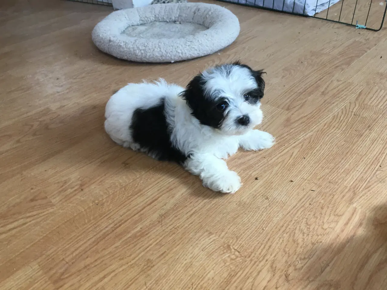 Billede 7 - Coton de tulear.