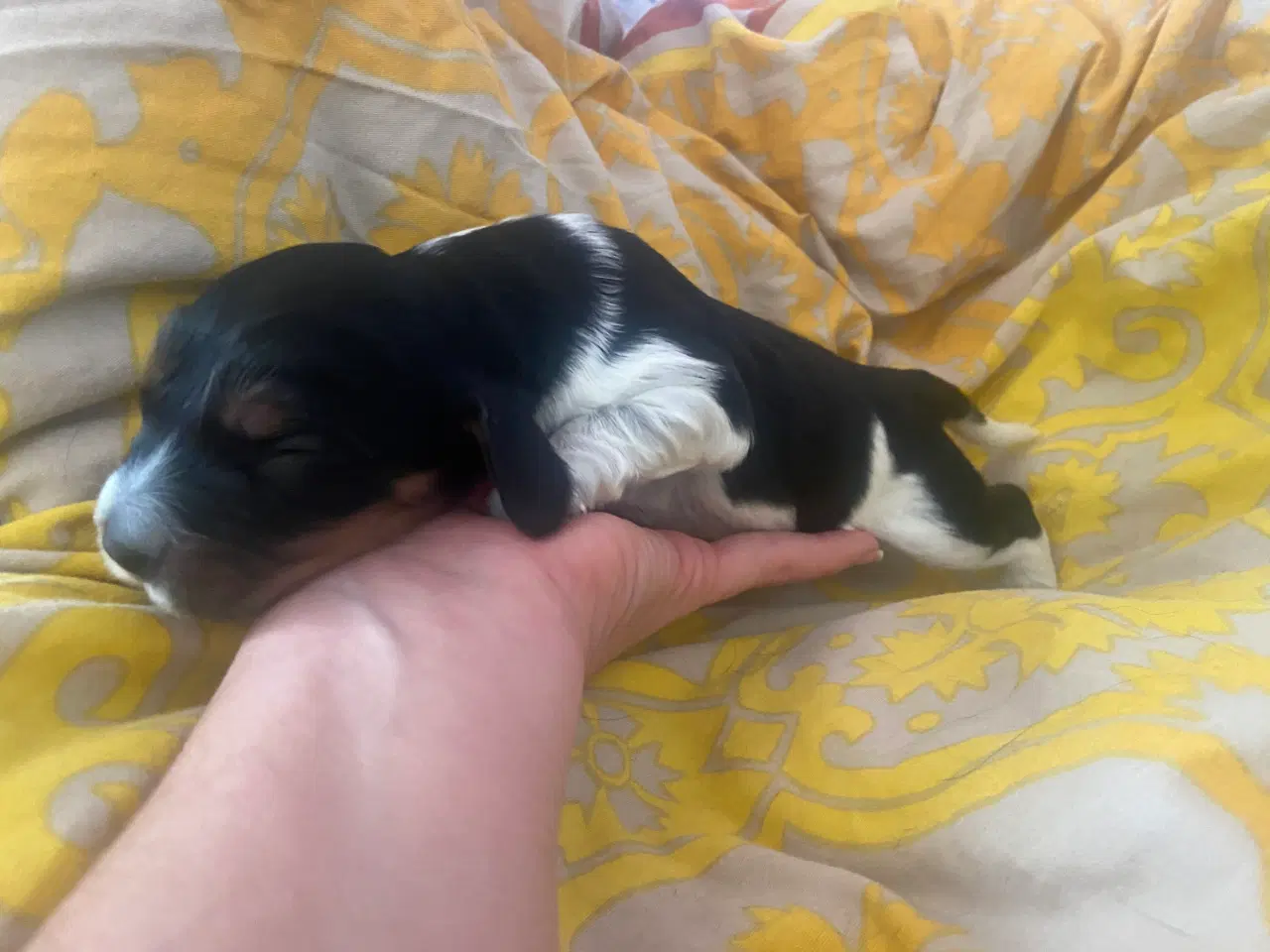 Billede 3 - Eng Cocker spaniels