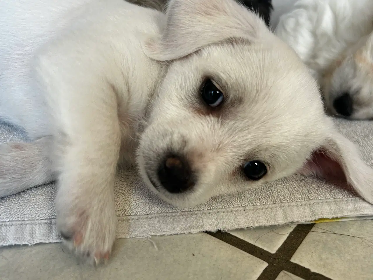 Billede 12 - Bichon frise/chihuahua/malteser hvalpe