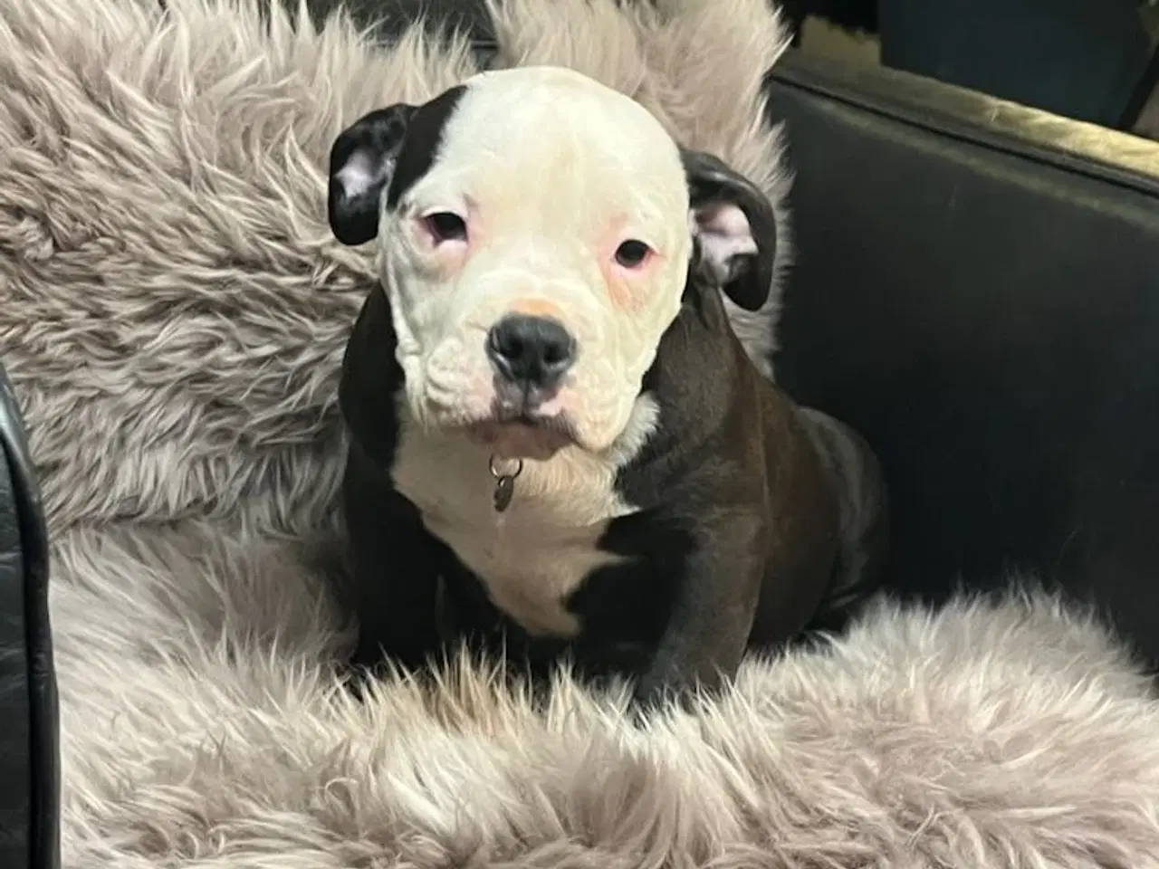 Billede 7 - Old english bulldog