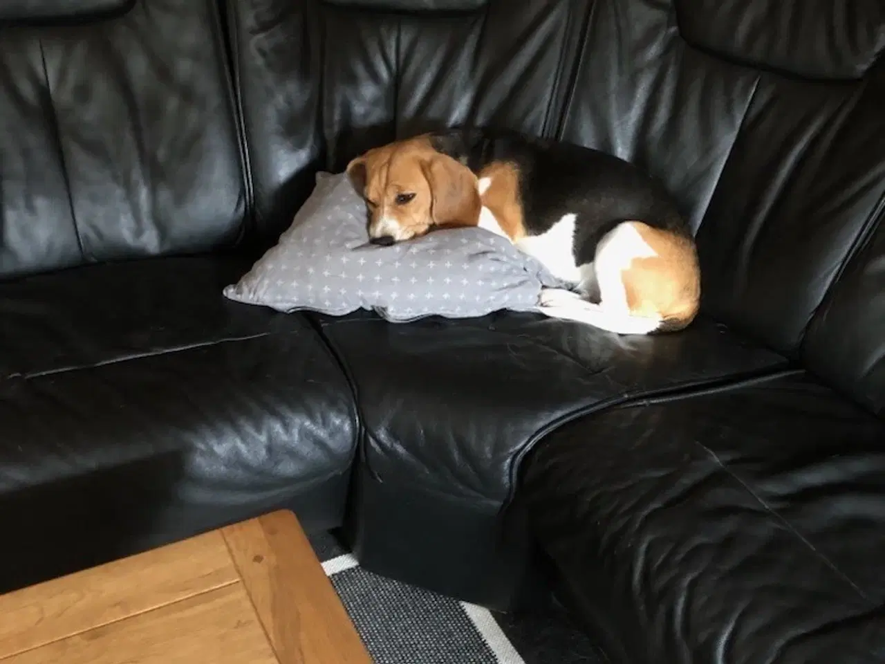 Billede 3 - søger beagle hanhund