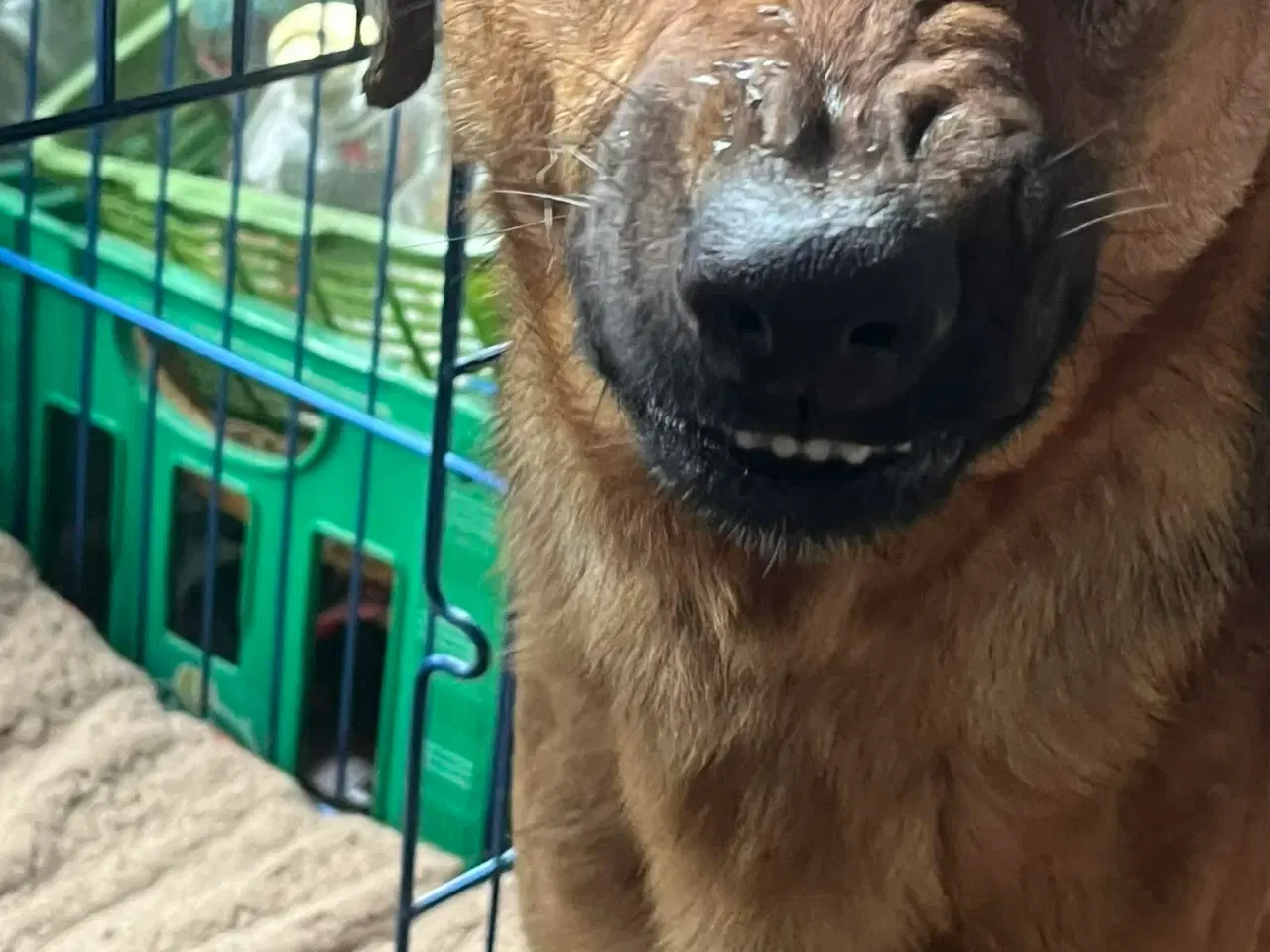 Billede 7 - Bertil med det skøre smil 🩷