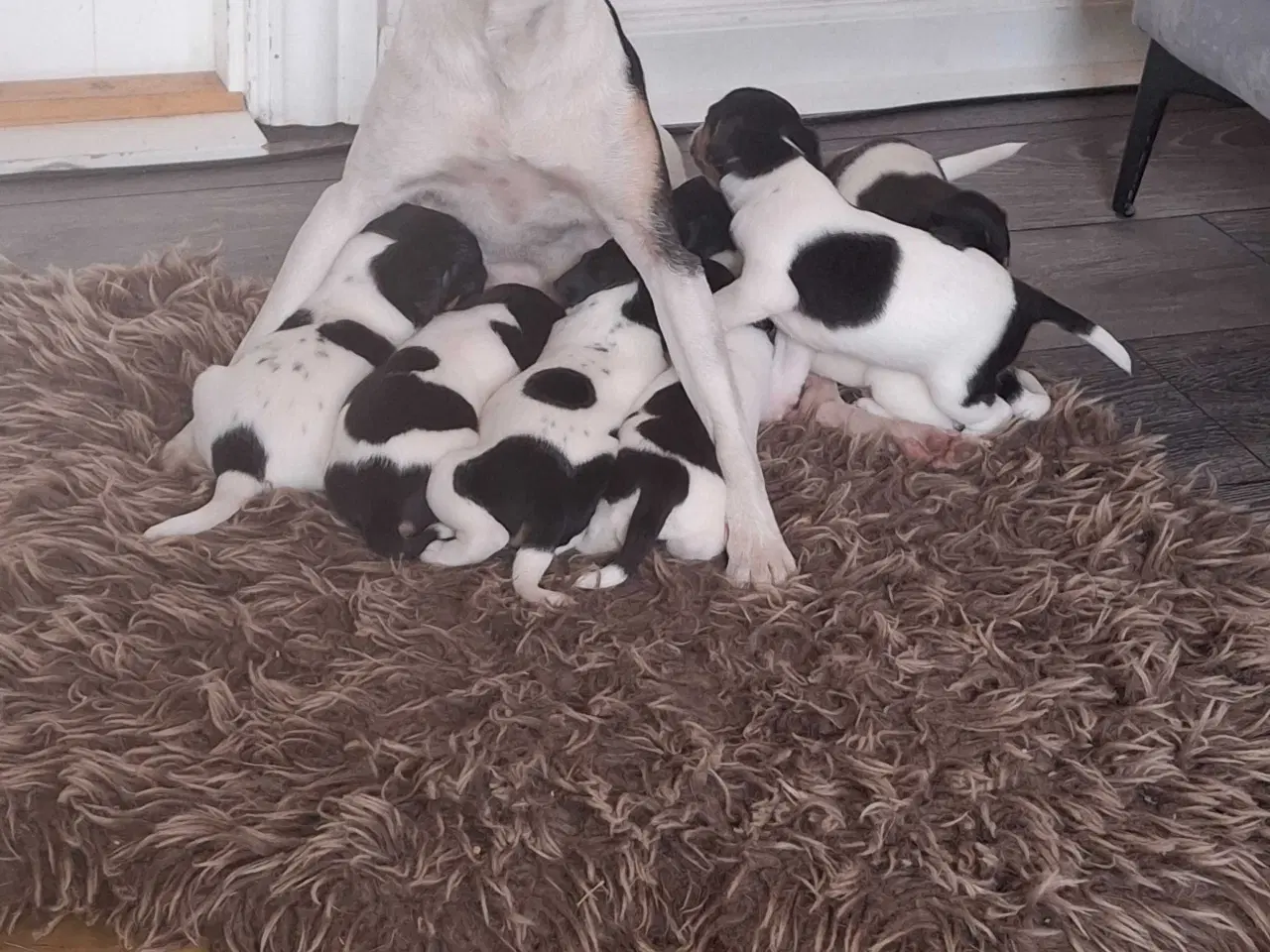 Billede 9 - Dansk svensk gårdhund (hundehvalpe)