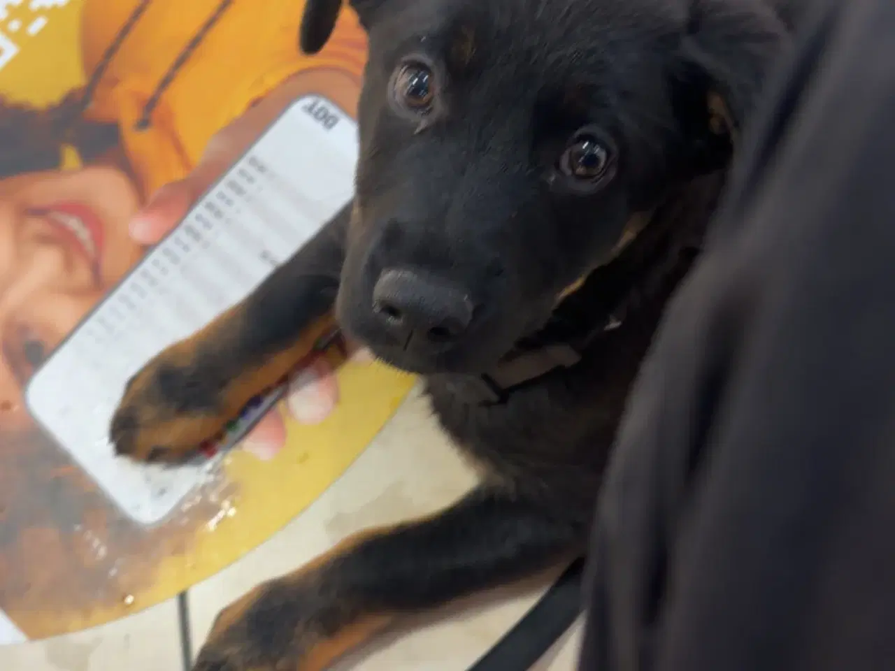 Billede 6 - Rottweiler/schæfer hvalp