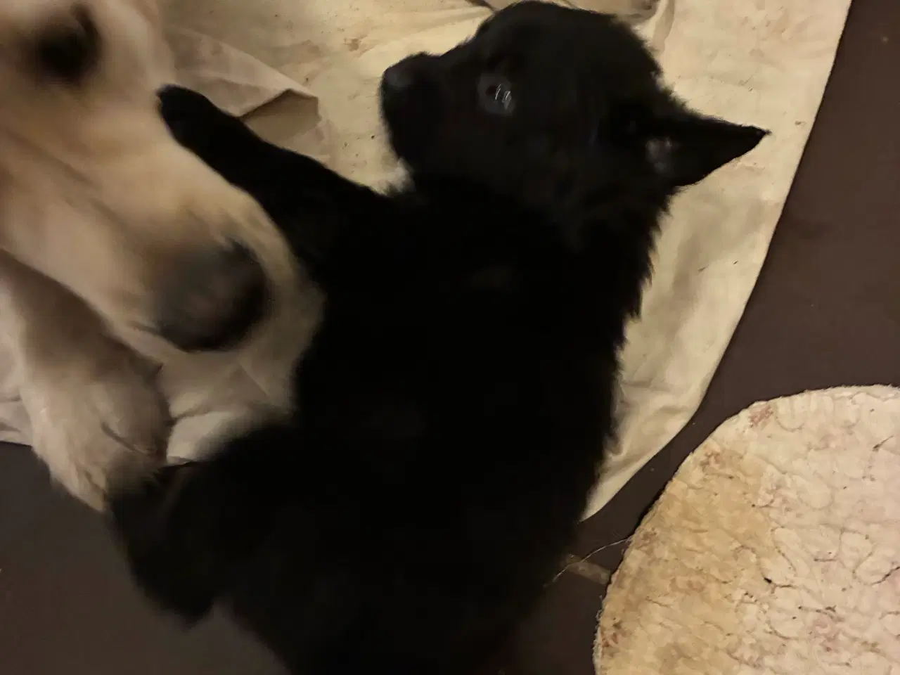 Billede 9 - Super søde familiehunde
