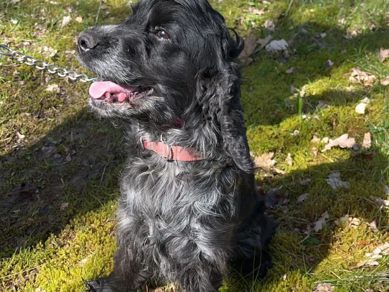 Billede 5 - Cocker spaniel 