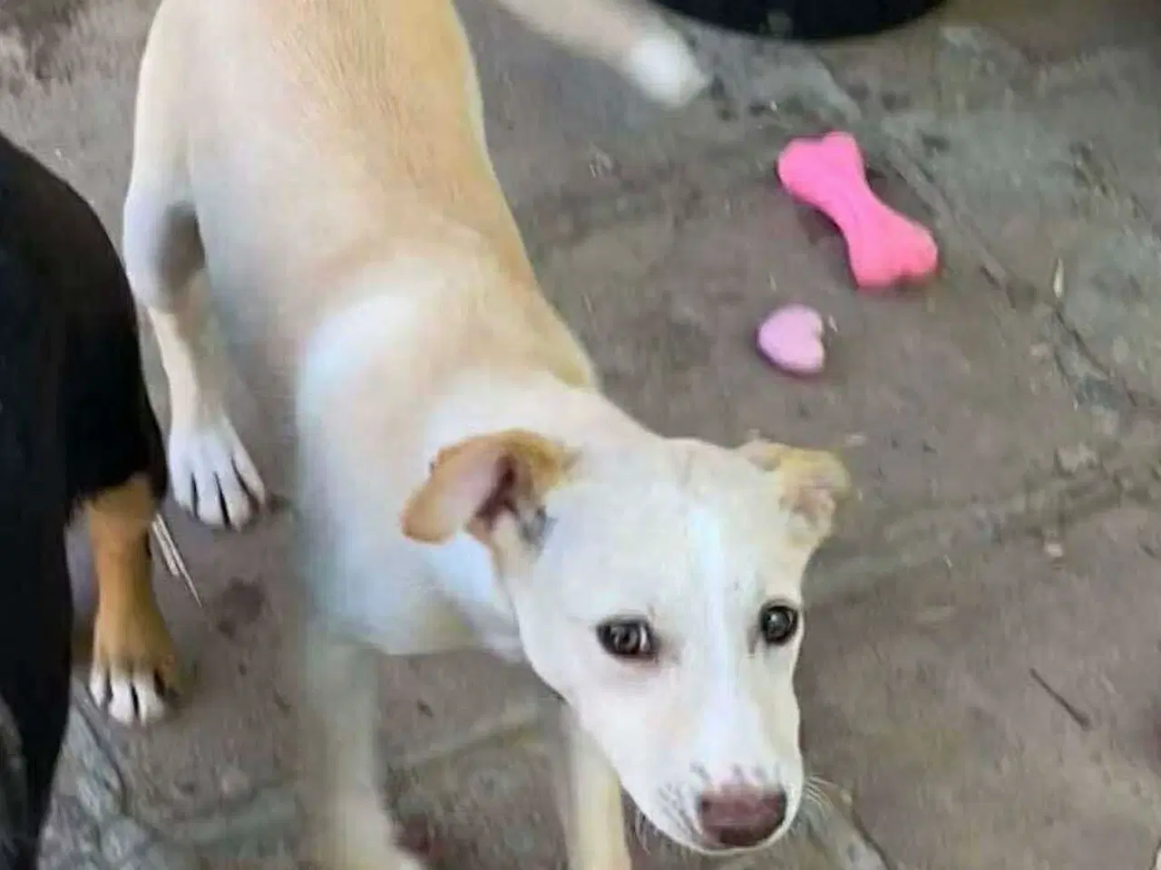 Billede 8 - Vidunderlige Lotus søger sin helt egen familie 🥰