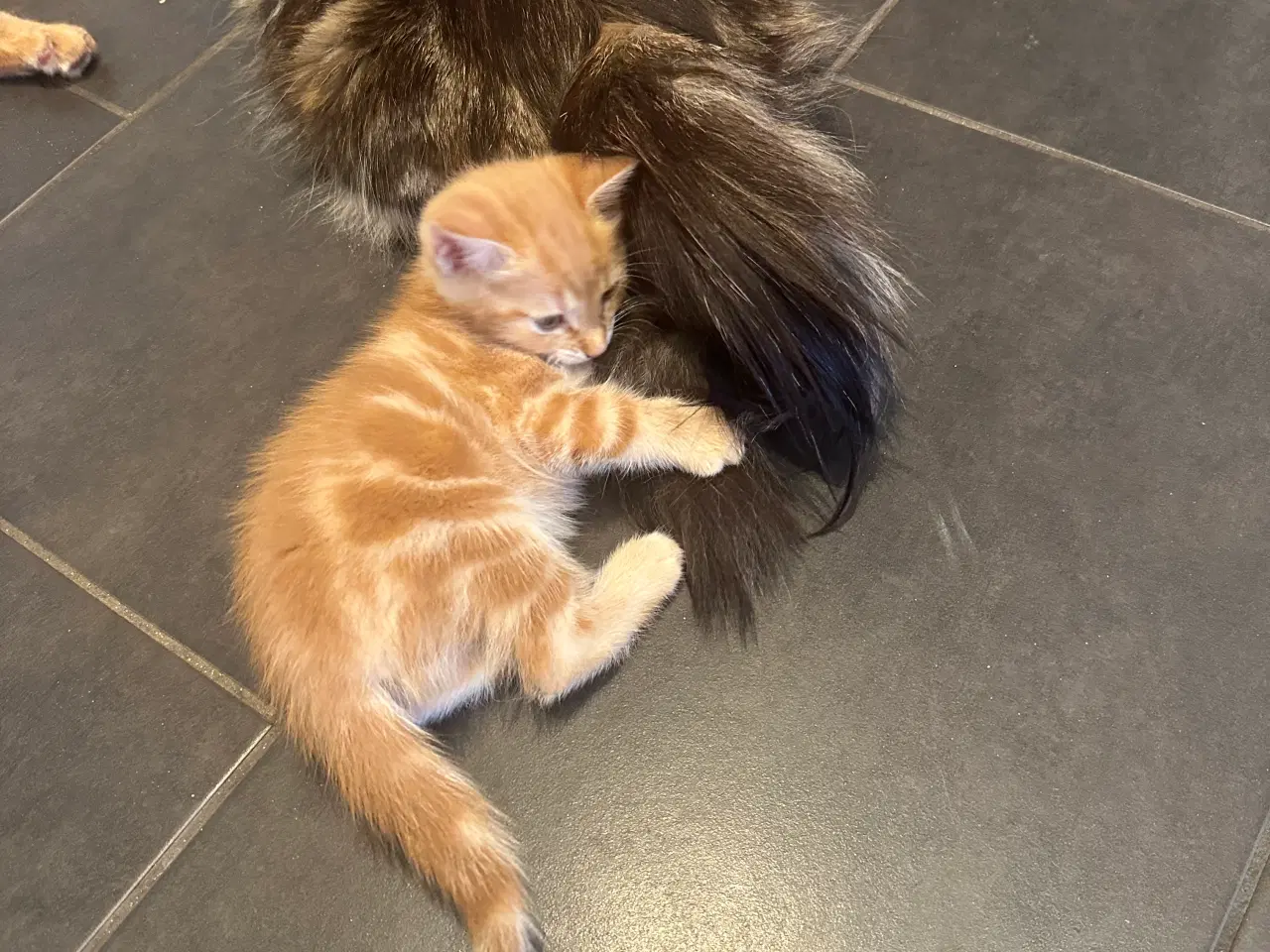 Billede 9 - Norsk skovkat killinger