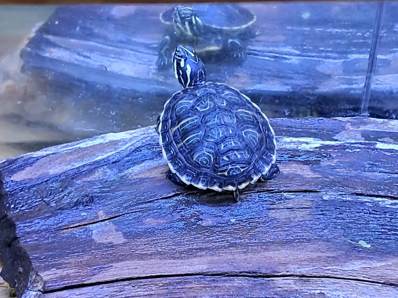 Billede 5 - Søde asiatiske sumpskildpadder