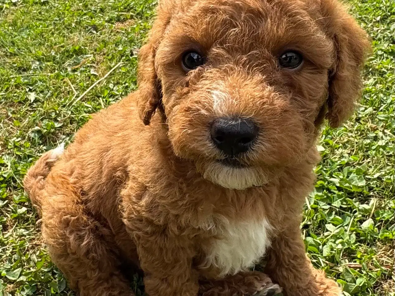 Billede 5 - Goldendoodle babyer 🥰🐾