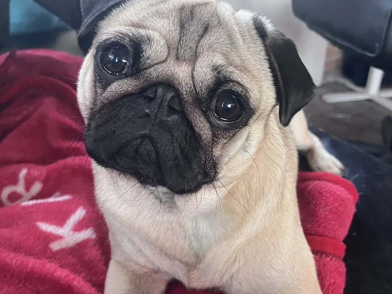 Billede 2 - Mops og malteser blanding