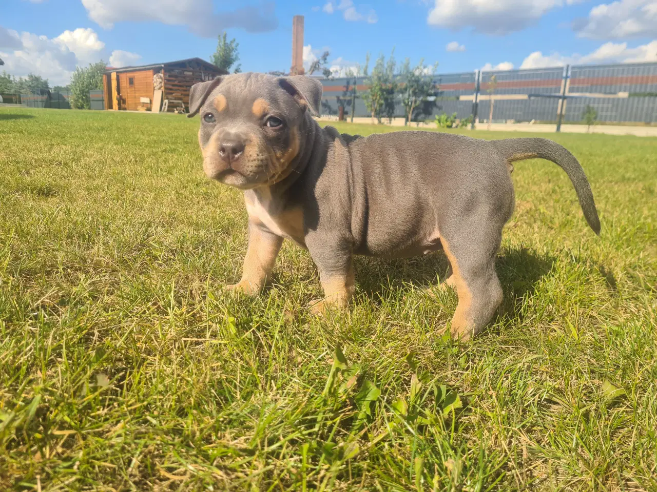 Billede 4 - American Bully Pocket abkc