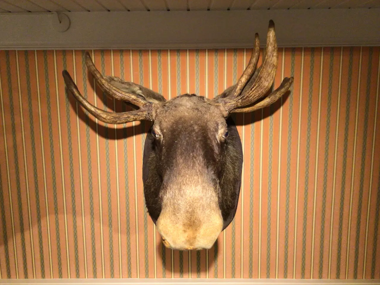 Billede 5 - ELG ulige 7takker 