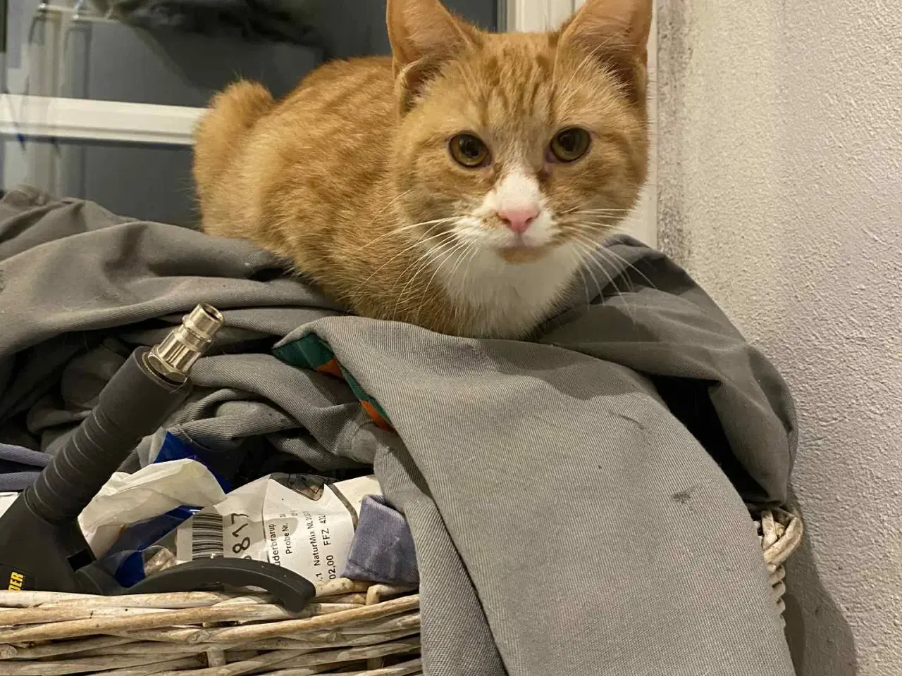 Billede 3 - Røde kattekillinger