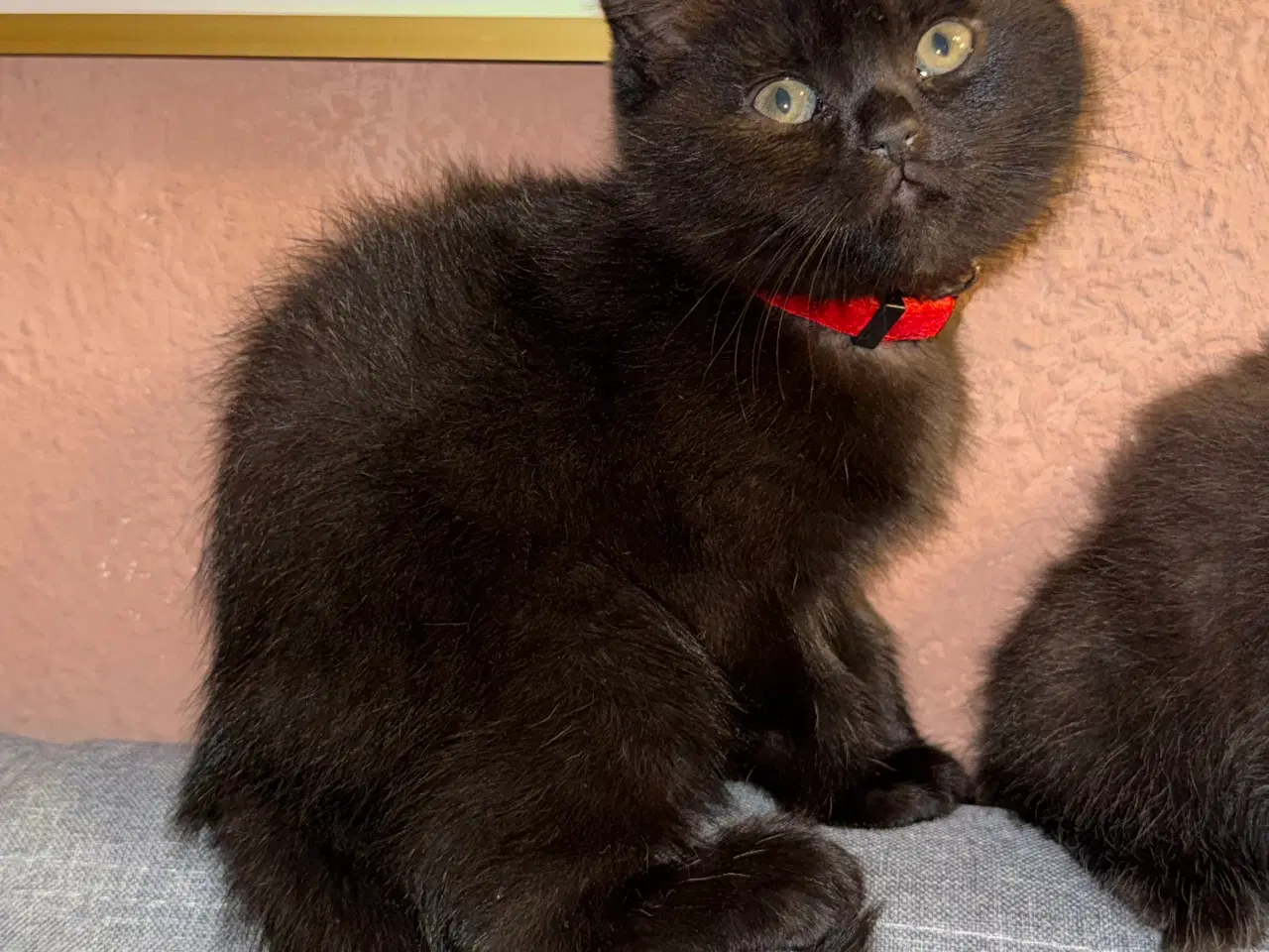 Billede 4 - British shorthair til salg 