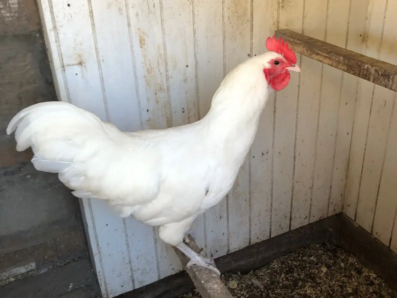 Billede 1 - Australorps hane ca. 8 mdr 1.- kr