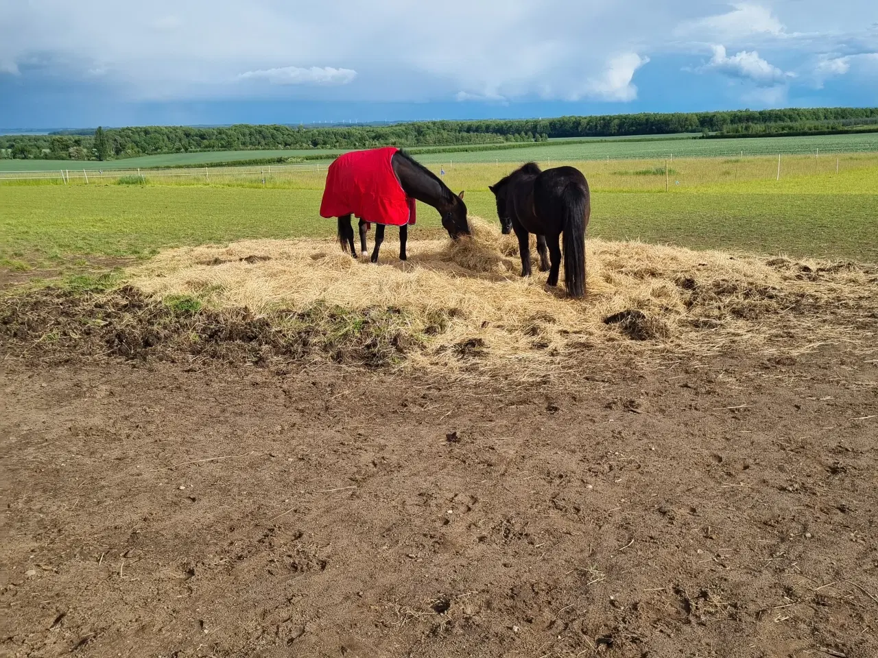 Billede 1 - Gratis hestemøg
