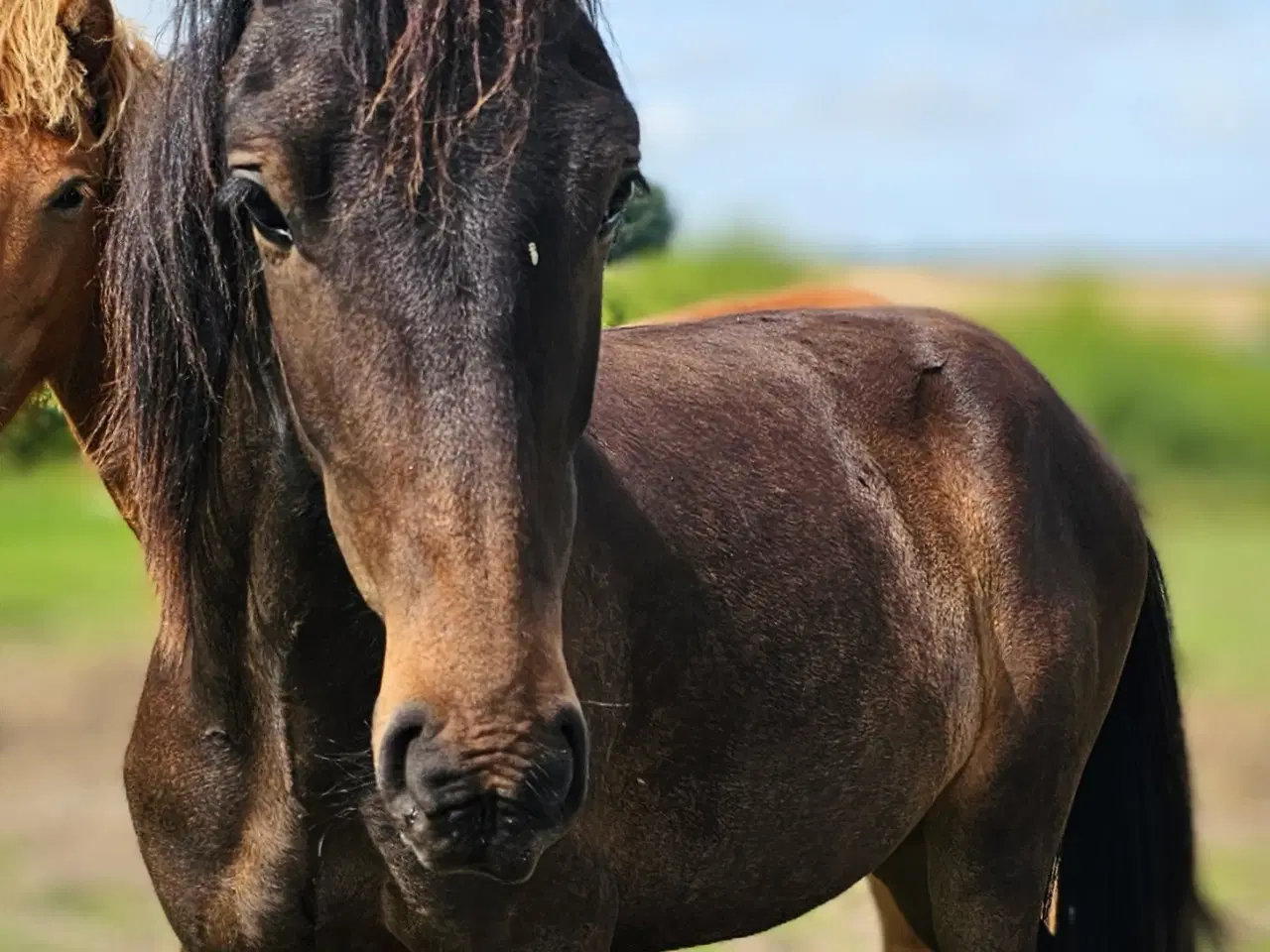 Billede 1 - Avl - Stævne eller Luksus ridehest <3