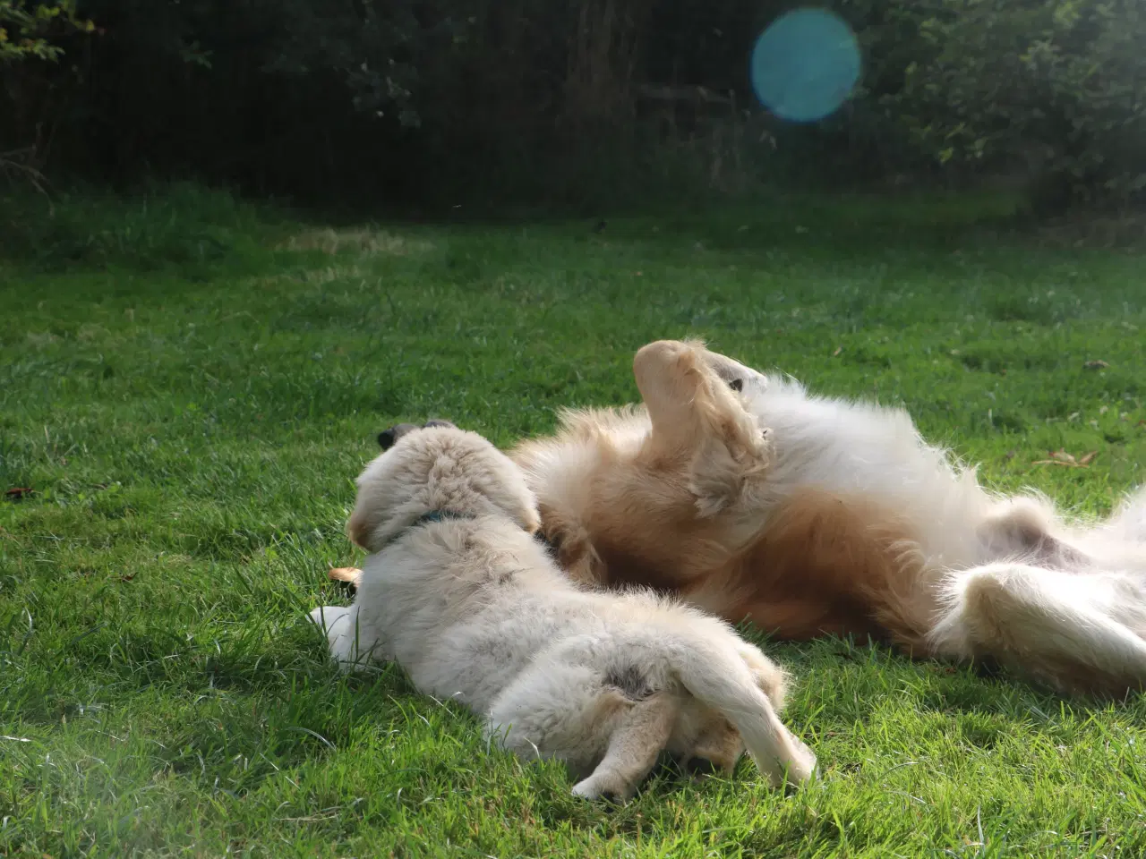 Billede 8 - Golden Retriever tilbydes til parring - Nyheder !