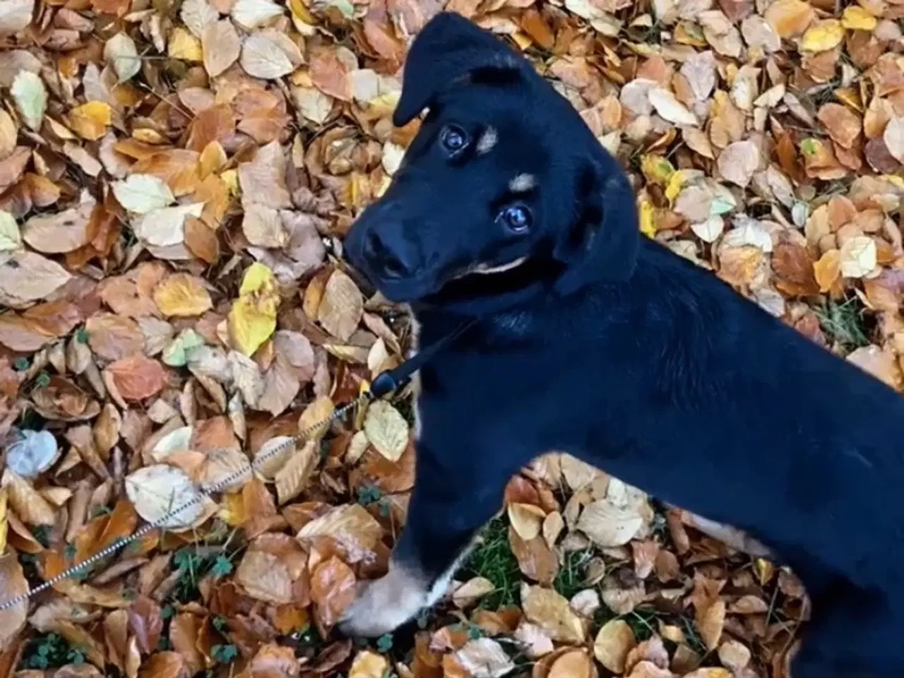 Billede 3 - Golden retriever / rottweiler hund