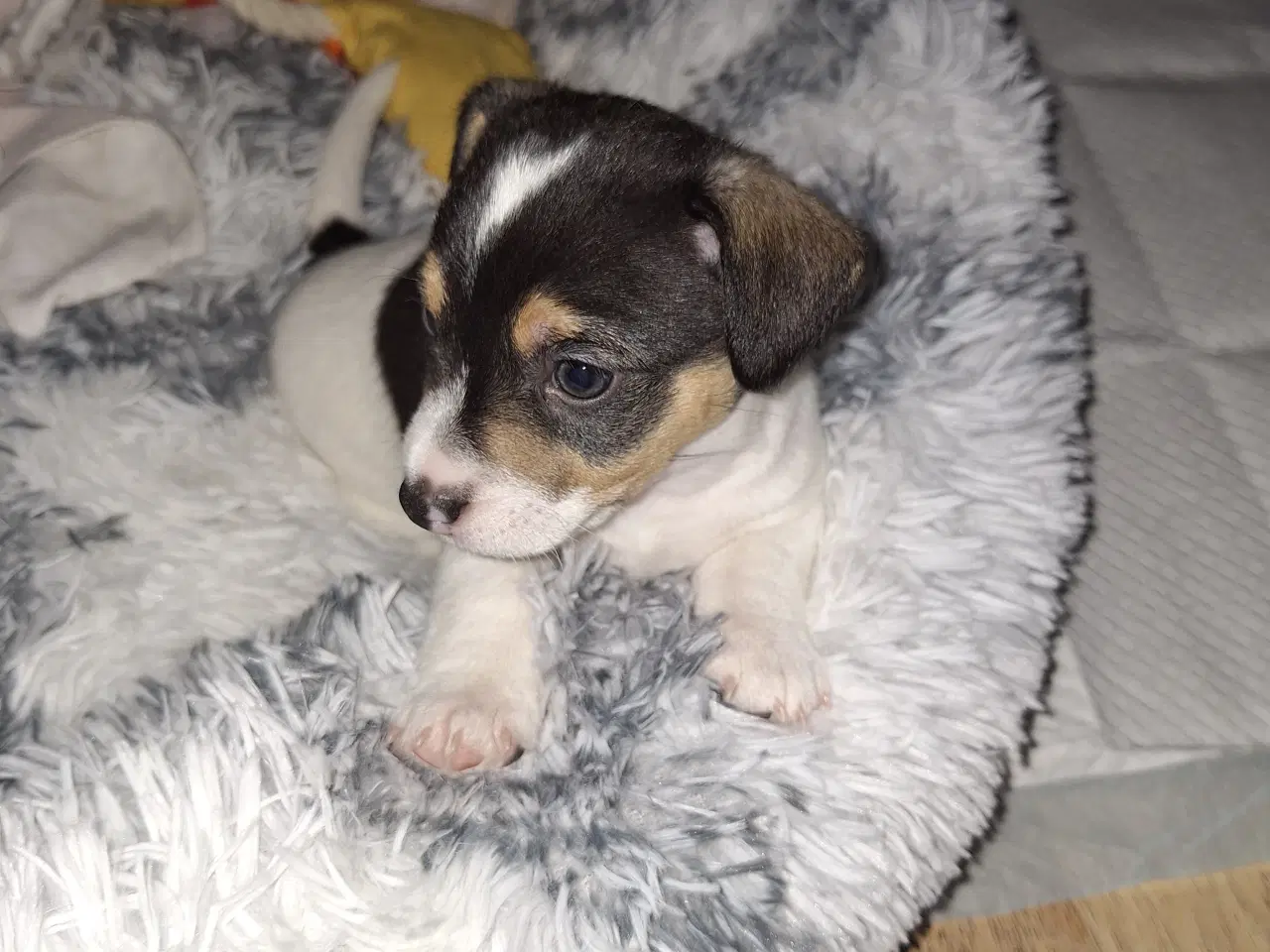 Billede 4 - Jack russel hvalpe