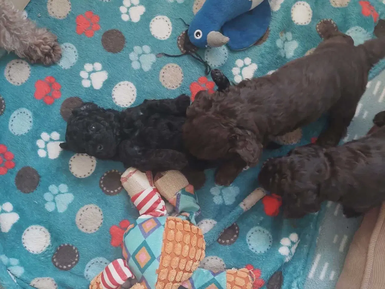 Billede 3 - Dværg puddel  hvalpe 