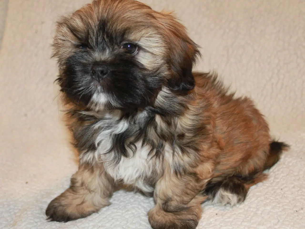 Billede 1 - Lhasa Apso hvalp