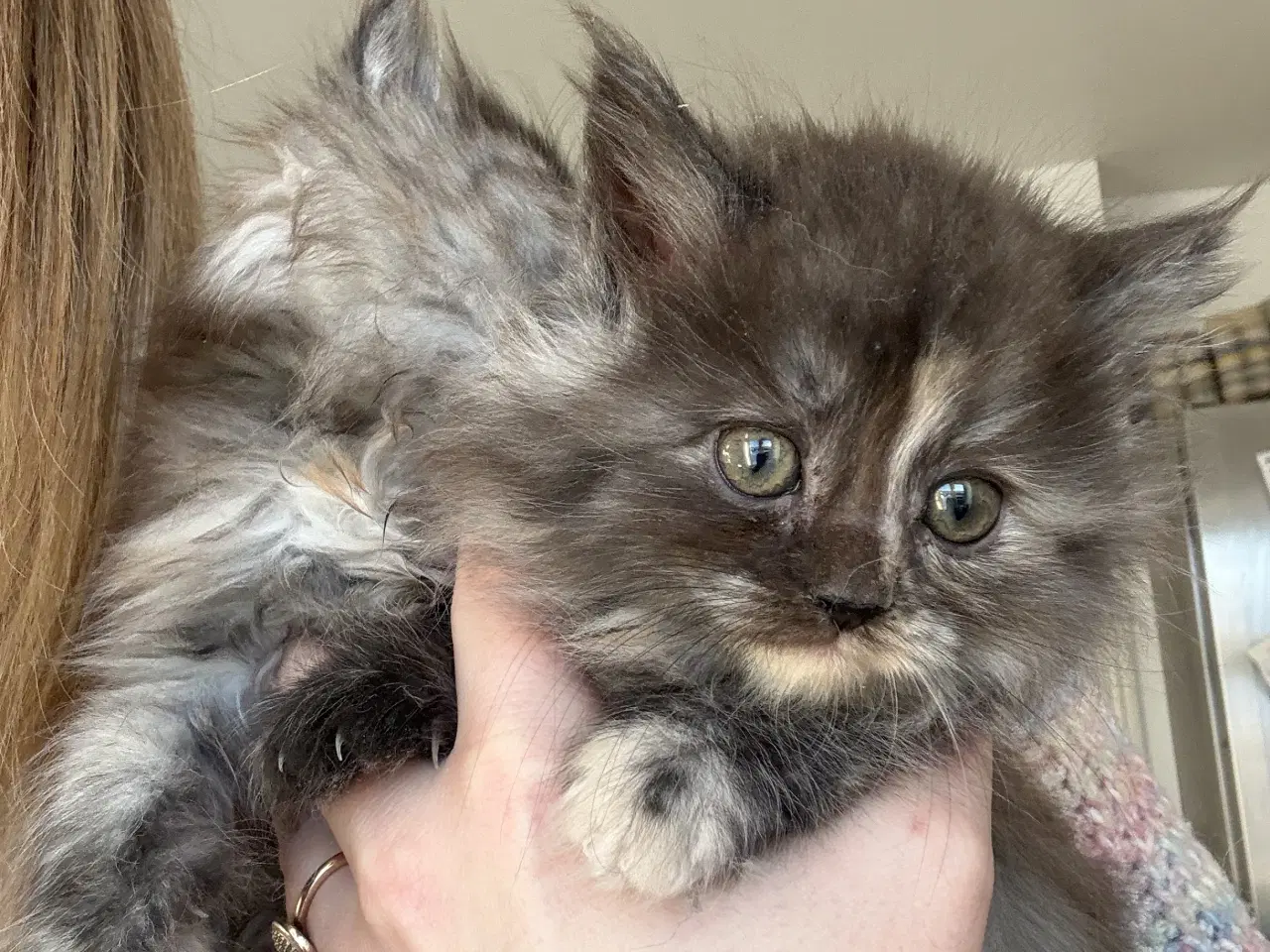 Billede 2 - Langhåret killinger 