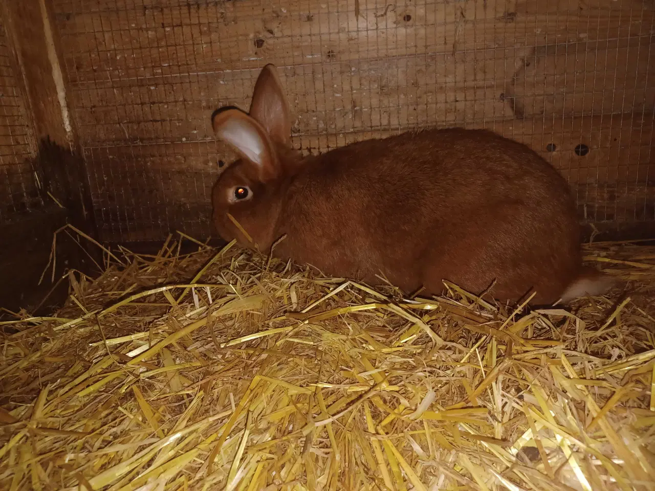 Billede 1 - New Zealand Red han