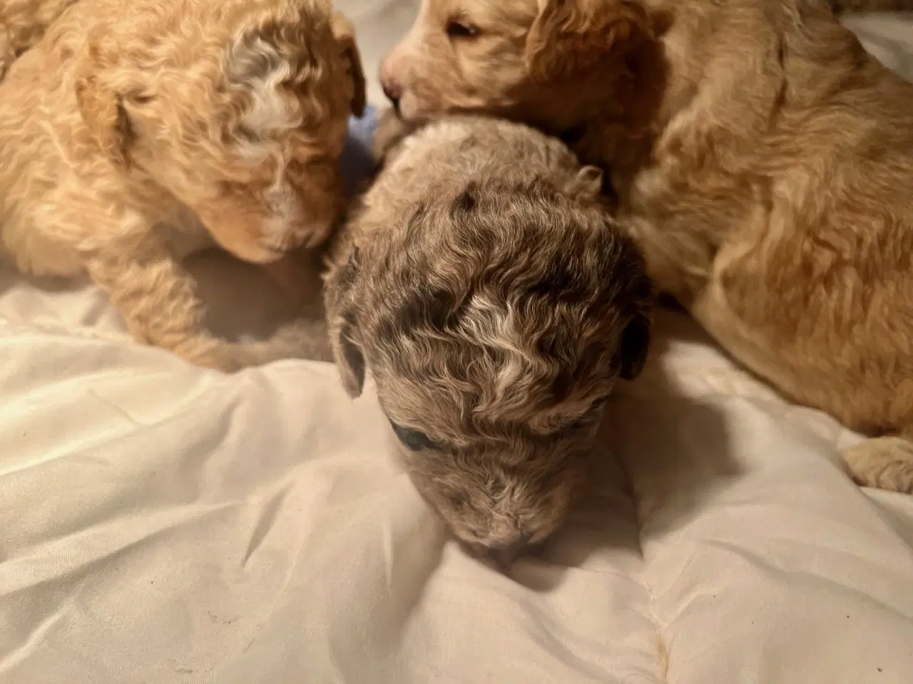 Billede 9 - Super lækre, og kraftige Lagotto / Spansk Vandhund