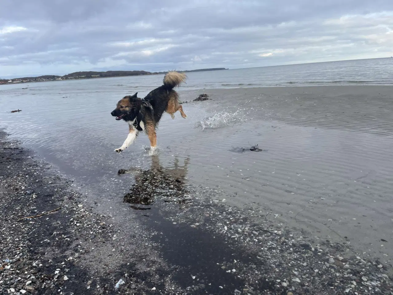 Billede 9 - Tobi, Border collie/Islandsk hyrdehund, 1 12 år. 