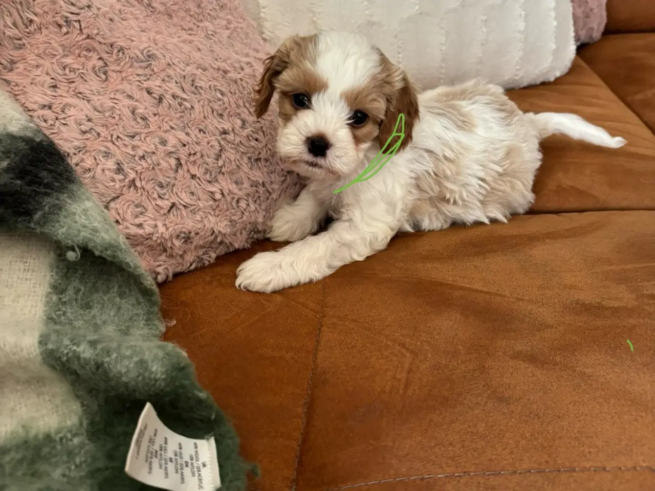 Billede 2 - Blanding hvalpe 